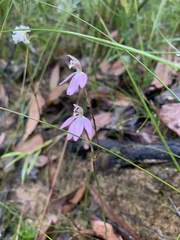 Caladenia fuscata