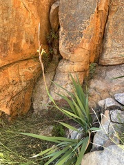 Watsonia vanderspuyae