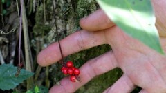 Anthurium gracile image