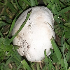 Tricholomella constricta