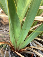 Watsonia vanderspuyae