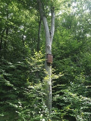 Barbastella barbastellus