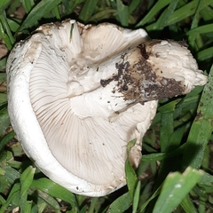 Tricholomella constricta