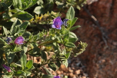 Echium rosulatum davaei