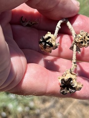 Mesembryanthemum crystallinum