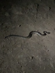 Crotalus oreganus oreganus