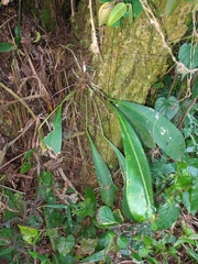Anthurium gracile