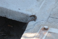 Podarcis carbonelli berlengensis