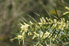 Acacia mucronata longifolia