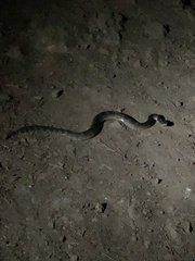 Crotalus oreganus oreganus