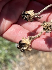 Mesembryanthemum crystallinum