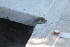 Podarcis carbonelli berlengensis