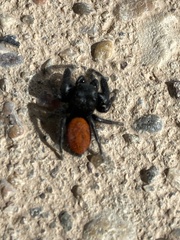 Phidippus ardens
