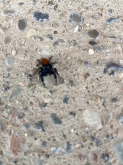 Phidippus ardens