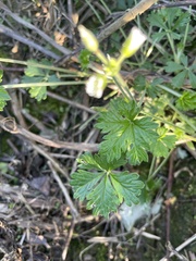 Potentilla