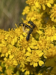 Perdita octomaculata