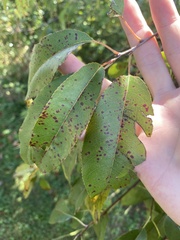 Prunus virginiana