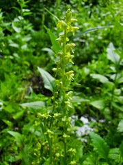 Platanthera stricta