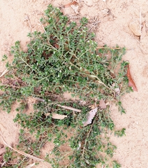 Heliotropium
