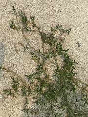 Polygonum aviculare