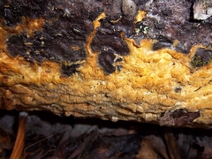 Steccherinum ochraceum