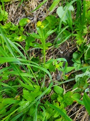 Ranunculus uncinatus