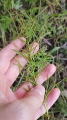 Paspalum repens