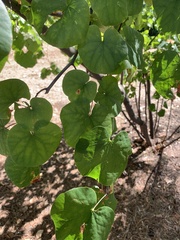 Vitis californica
