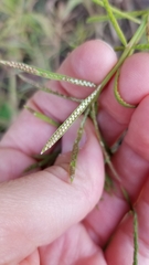 Paspalum repens