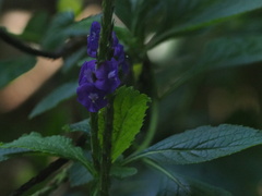 Stachytarpheta jamaicensis