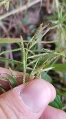 Paspalum repens