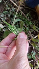Paspalum repens
