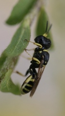 Ectemnius lapidarius