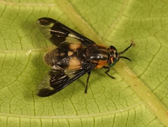 Chrysops caecutiens
