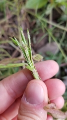Paspalum repens