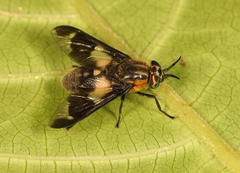 Chrysops caecutiens