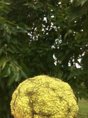 Maclura pomifera