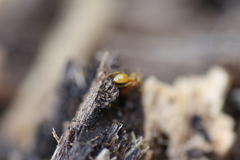 Lasius