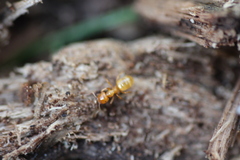 Lasius