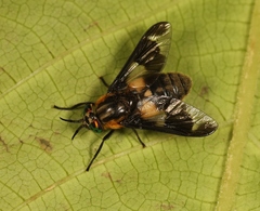 Chrysops caecutiens