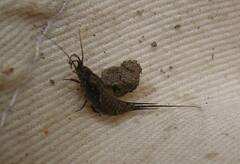 Meinertellidae