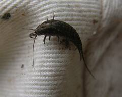 Meinertellidae