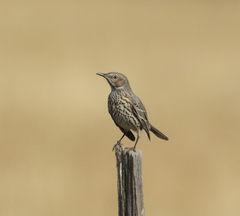 Oreoscoptes montanus
