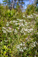 Eupatorium mohrii