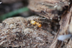 Lasius
