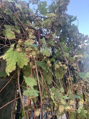 Humulus