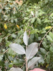 Elaeagnus umbellata