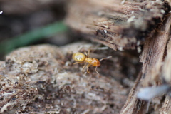 Lasius