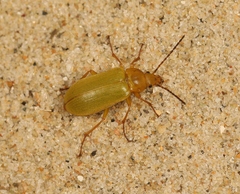 Cteniopus sulphureus