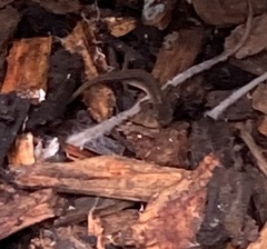 Lissotriton vulgaris